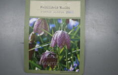 入荷のお知らせ！✩球根