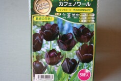 ダークカラーチューリップ‘カフェノワール’