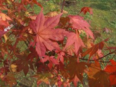 紅葉はじまりました