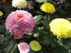 ポットマム‘デリウィンド’