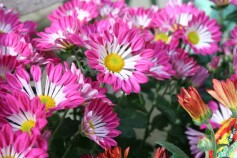 フウシャギク（風車菊）