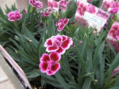 ダイアンサス‘ピンクキッス’