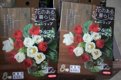 赤と白のチューリップ