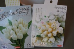 白いチューリップ