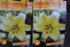 イエローカサブランカ