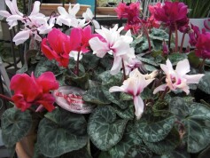 シクラメン・ローゼス