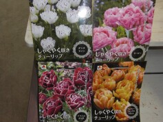 しゃくやく咲きチューリップの球根