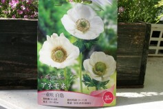 一重咲きアネモネ