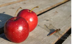 リンゴ`アルプス乙女’