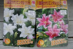 八重咲きオリエンタルリリー