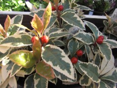 斑入りヤブコウジ