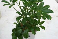 シェフレラ（ホンコンカポック）