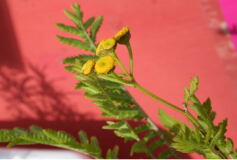 ハーブ苗お得情報！