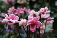 フェアリーピコ