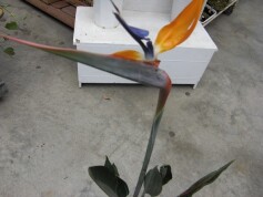 ストレリチア‘レギネ’