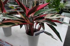 ストロマンテ トリオスター