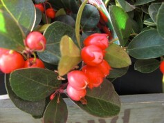 チェッカーベリー