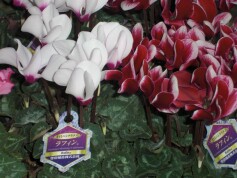 ミニシクラメン・ラフィンⓇシリーズ