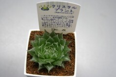 まるで宝石のような多肉植物