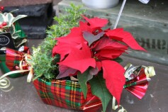 ポインセチアとヒイラギ