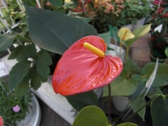 アンスリューム