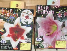 テッポウユリの球根