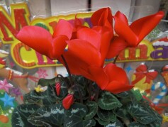 シクラメン　イグニスⓇシリーズ