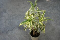 ドラセナ　レフレクサ‘ソング　オブ　インディア’