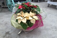 北海道花き品評会　鉢花ラッピング部門　金賞受賞