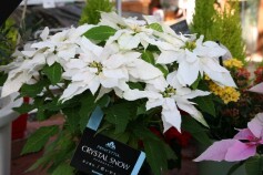 プリンセチア‘クリスタルスノー’