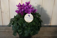 青いシクラメン