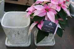 アンティーク風の鉢が人気！