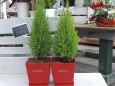 コニファー‘ゴールドクレスト’