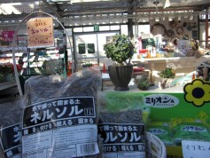 ＊多肉講習会＊