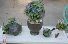 プチ多肉アレンジ講習会*午後の部*