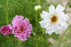 スタッフＨより