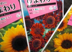 ヒマワリのタネ