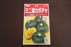 ミニ栗カボチャ