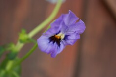 テンションがあがります！