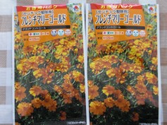 フレンチマリーゴールド