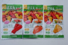 フルーツパプリカ