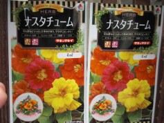 ハーブの種　ナスタチューム