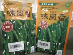 エダマメ‘味風香’