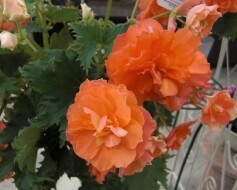 エラチオールベゴニア