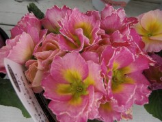 あま～い香りのプリムラ