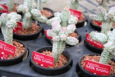 大人気！ミルクトロン