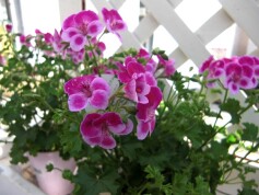 ペラルゴニウム