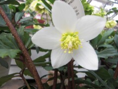 クリスマスローズ