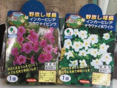 インカービレアの球根