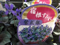 宿根スミレ